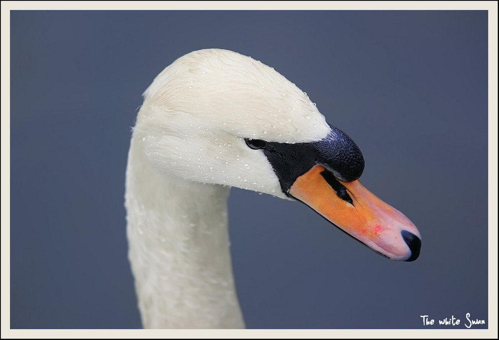 Schwan im Regen