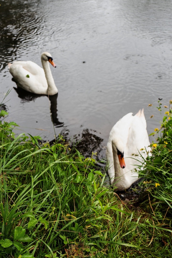 Schwan im Regen