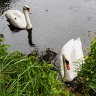 Schwan im Regen