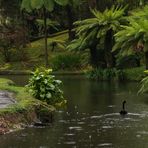 Schwan im Regen