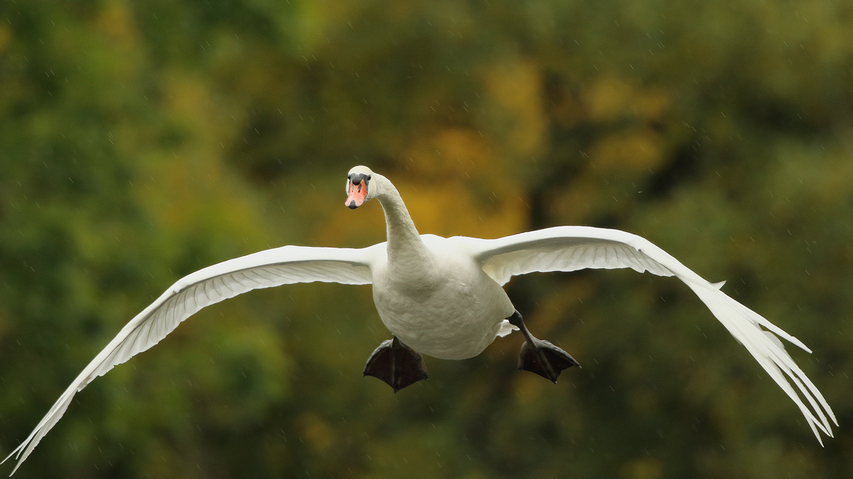 Schwan im Regen