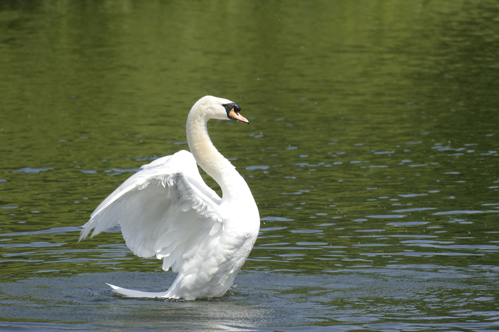 Schwan im Regent Park