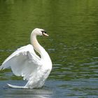 Schwan im Regent Park