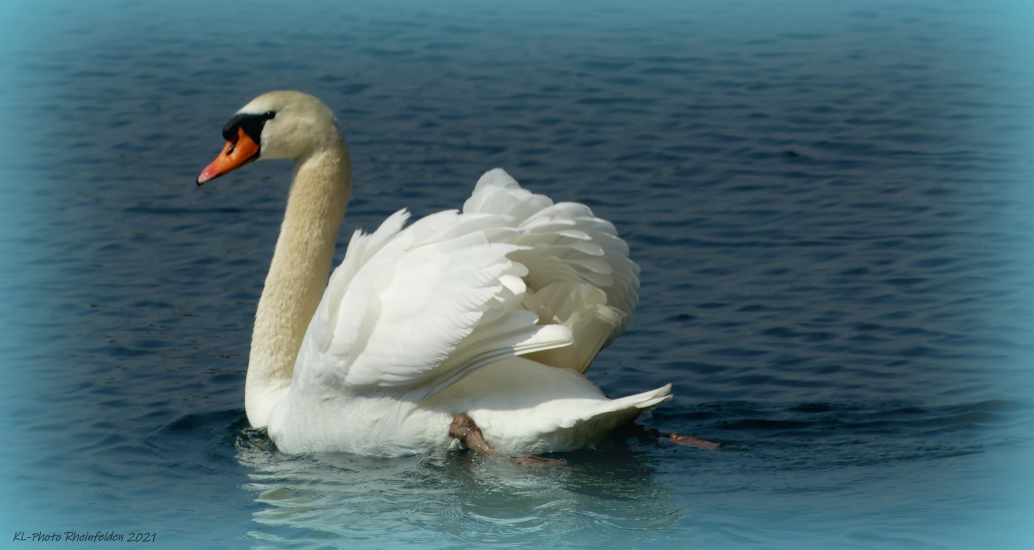 Schwan im Rheinkanal