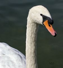 "Schwan im Rosengarten 1"