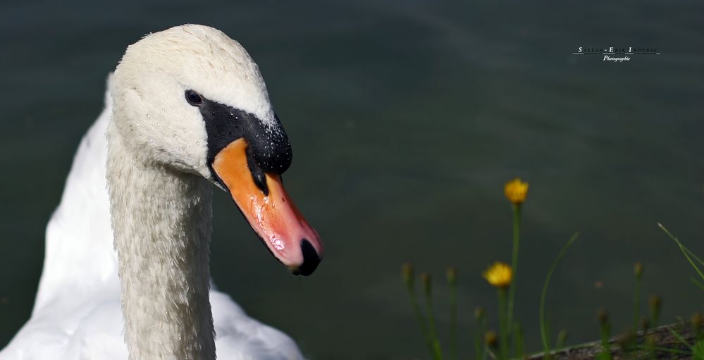 "Schwan im Rosengarten 3"