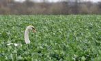 Schwan im Rübenfeld von Ingo Jeuck 