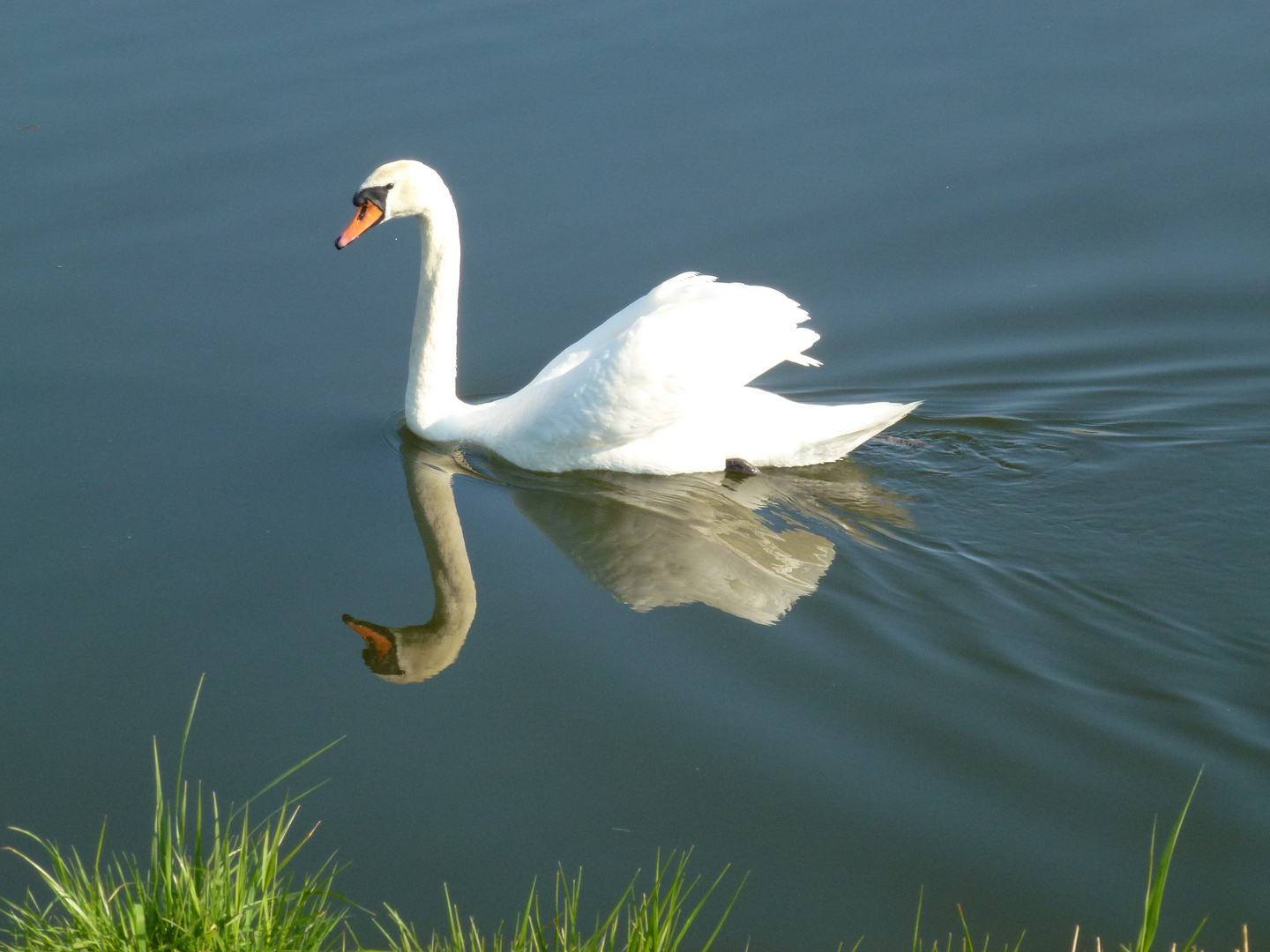 Schwan im Ryk bei Greifswald