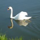 Schwan im Ryk bei Greifswald