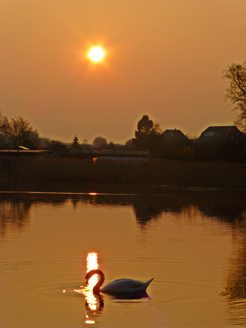 Schwan im Schein der untergehenden Sonne