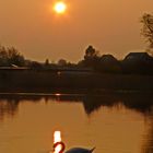 Schwan im Schein der untergehenden Sonne