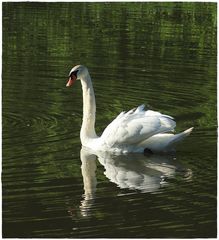 Schwan im Schidersee