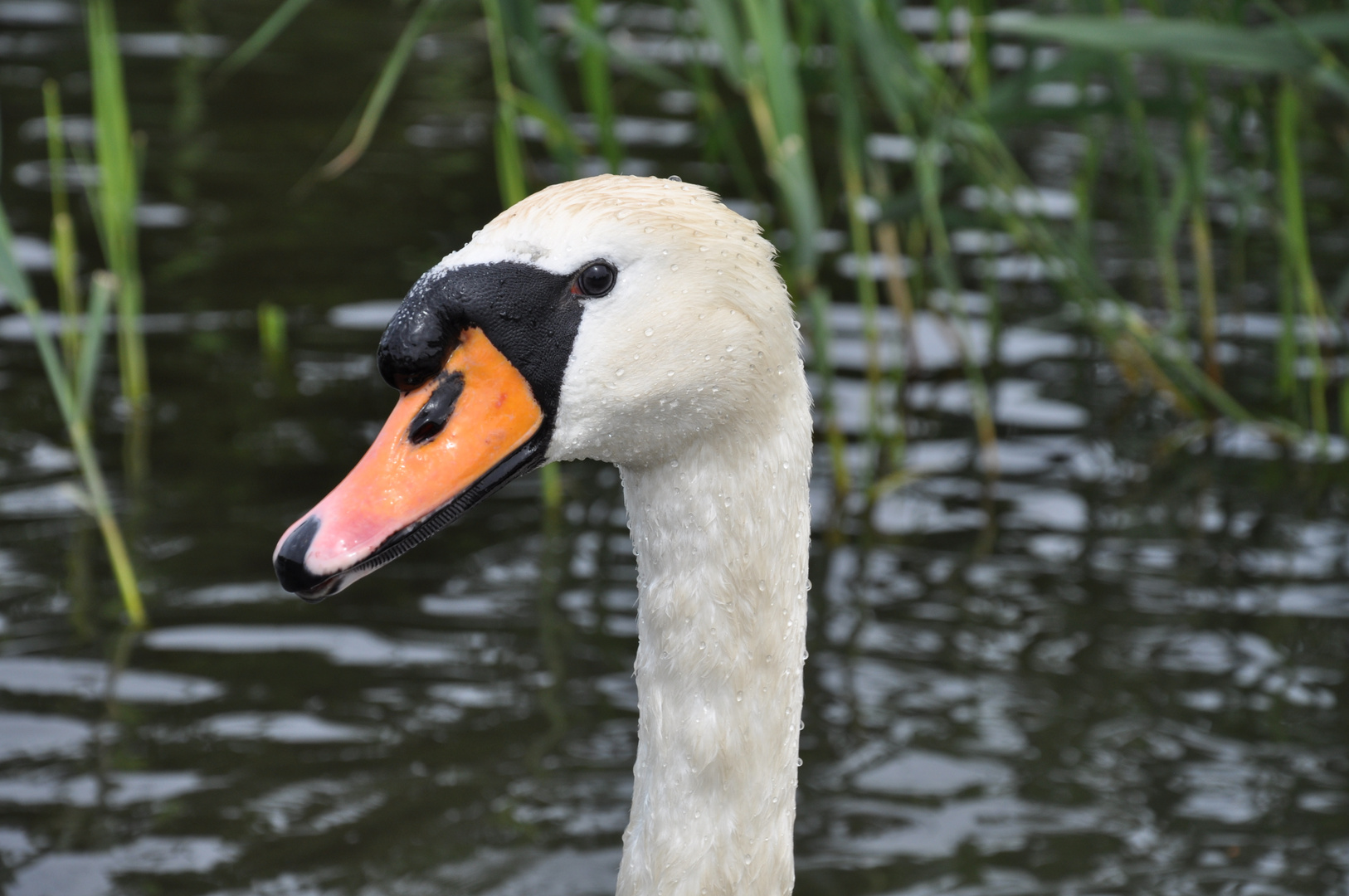 Schwan im Schloßpark Charlottenburg