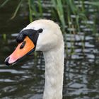 Schwan im Schloßpark Charlottenburg