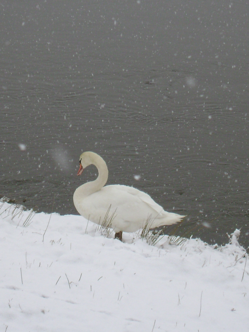 Schwan im Schnee