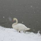 Schwan im Schnee