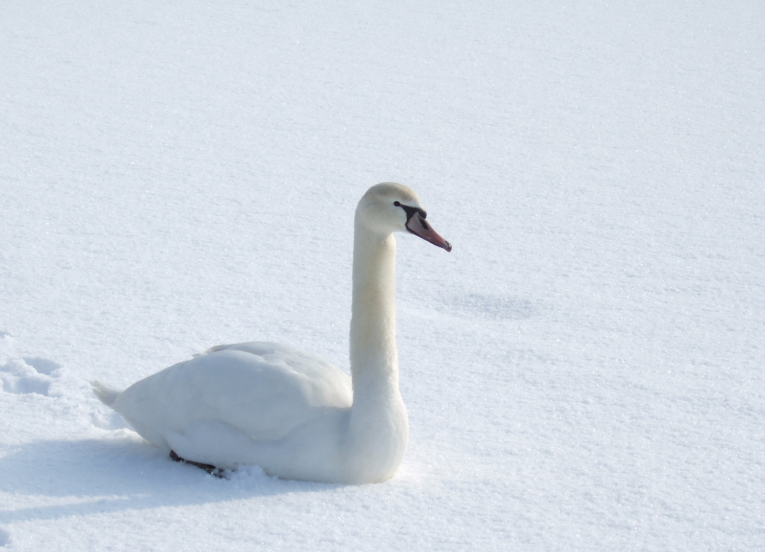 Schwan im Schnee