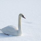 Schwan im Schnee