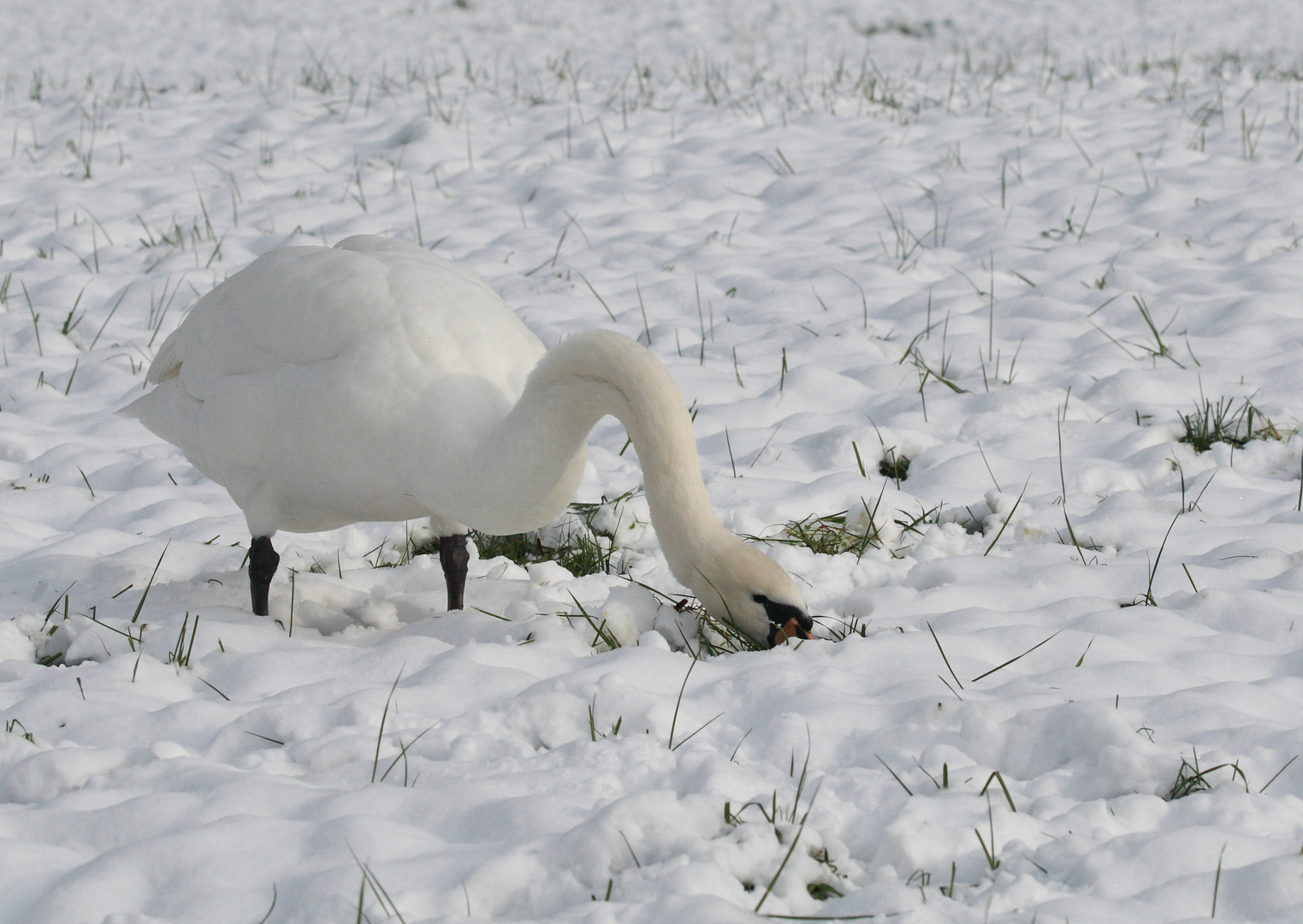 Schwan im Schnee