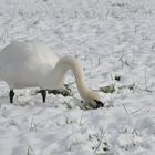 Schwan im Schnee