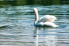 Schwan im Schwansee