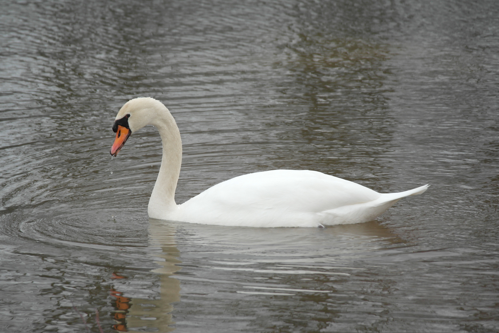 schwan im schwarzwald