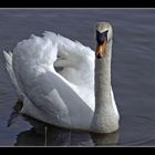 "Schwan im See"