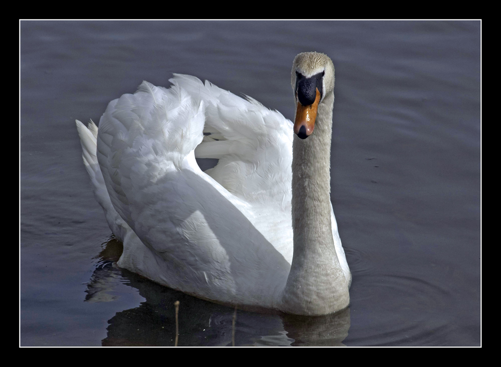 "Schwan im See"