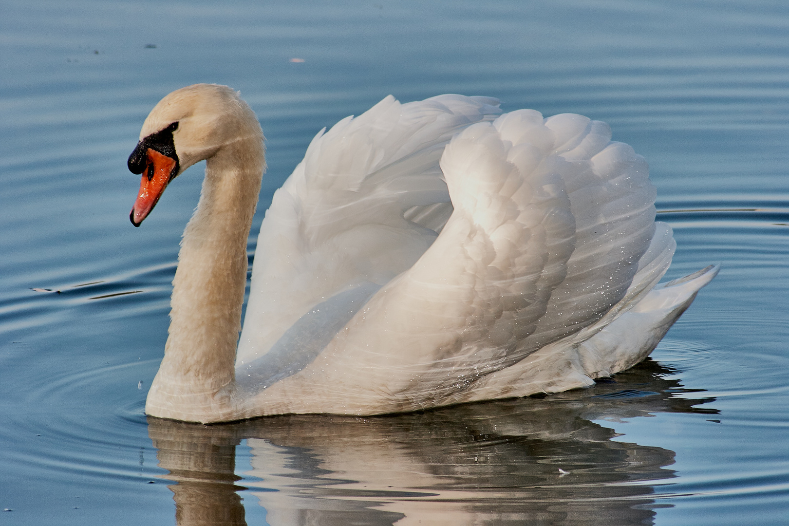 Schwan im See 3.1