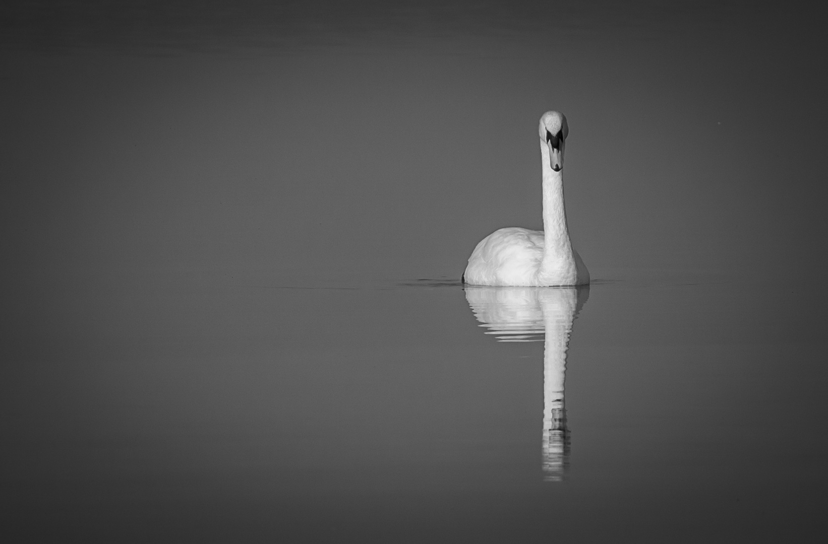 Schwan im See