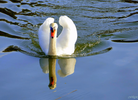 Schwan im See