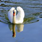 Schwan im See