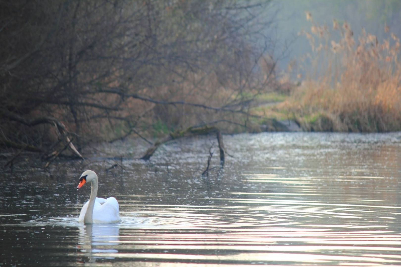 Schwan im See