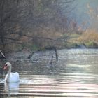 Schwan im See