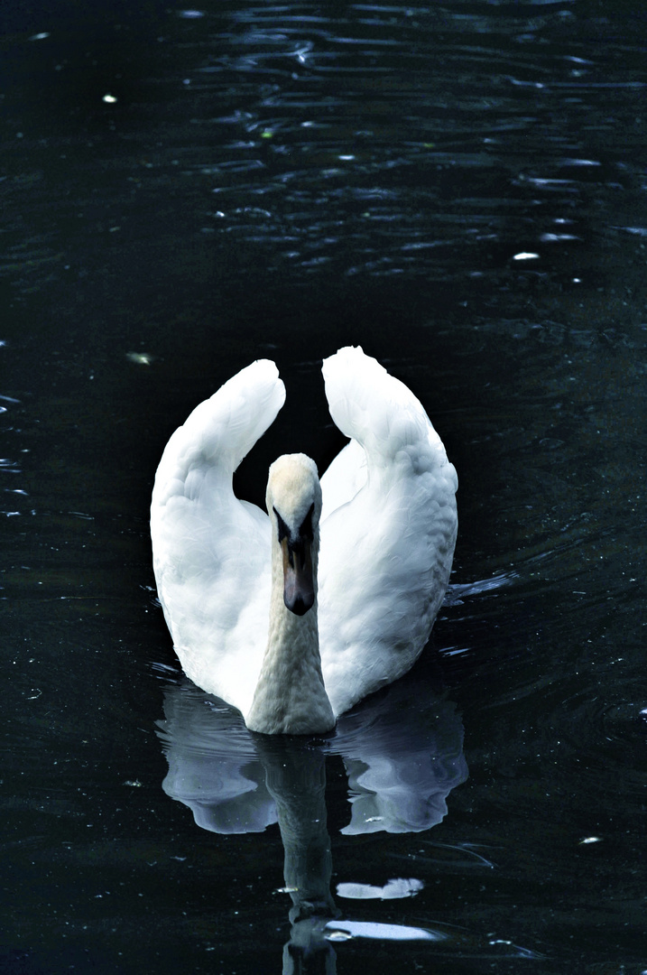 Schwan im See