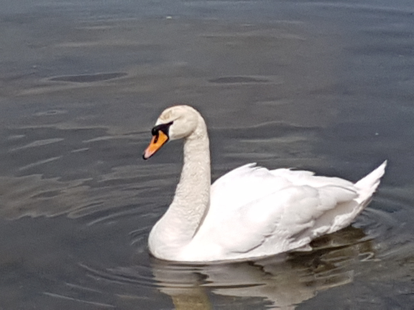 Schwan im See