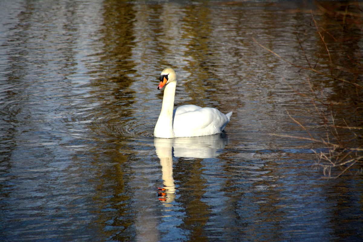 Schwan im See