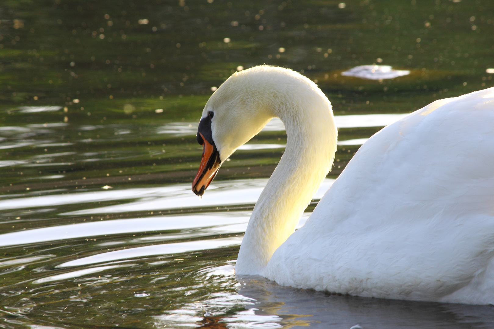 Schwan im See