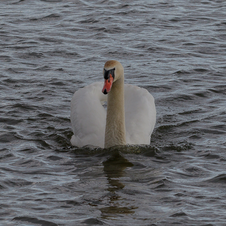 Schwan im See