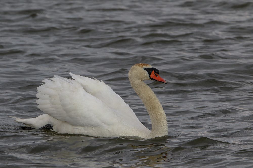 Schwan im See I