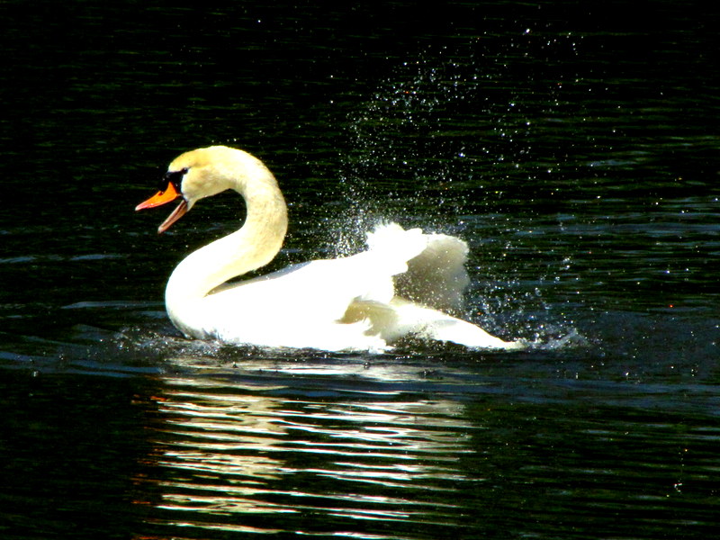 Schwan im See ( Schwanensee )