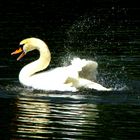 Schwan im See ( Schwanensee )