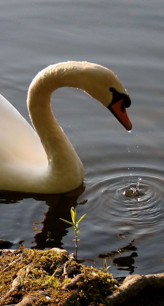 Schwan im Sommer am Waschweiher