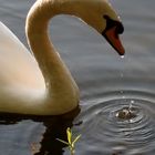 Schwan im Sommer am Waschweiher