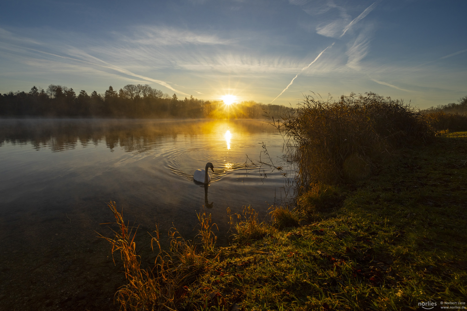 Schwan im Sonnenaufgang am Kuhsee