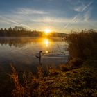 Schwan im Sonnenaufgang am Kuhsee