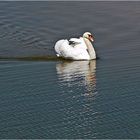 Schwan im Sonnenlicht