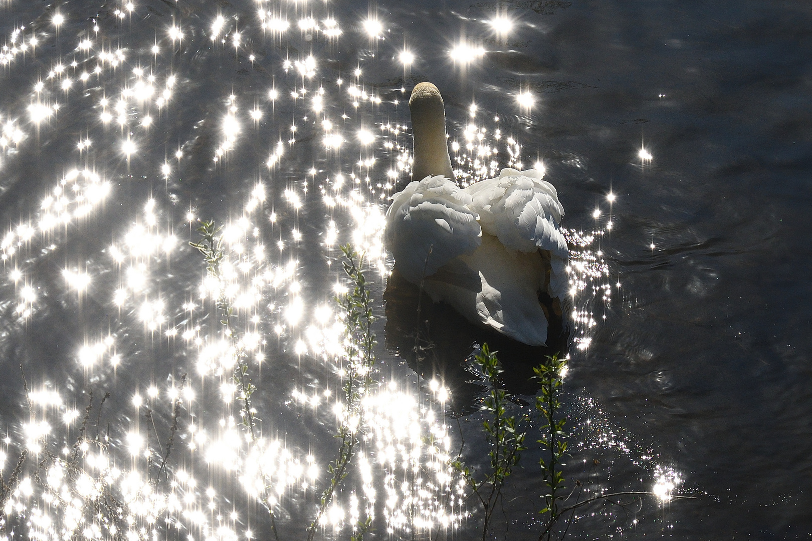 Schwan im Sonnenlicht