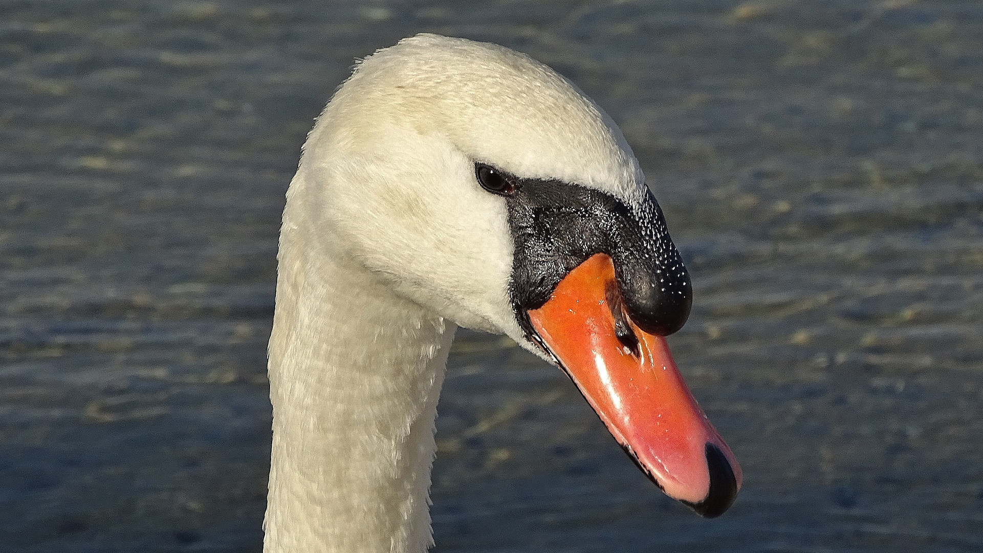 Schwan im Sonnenlicht