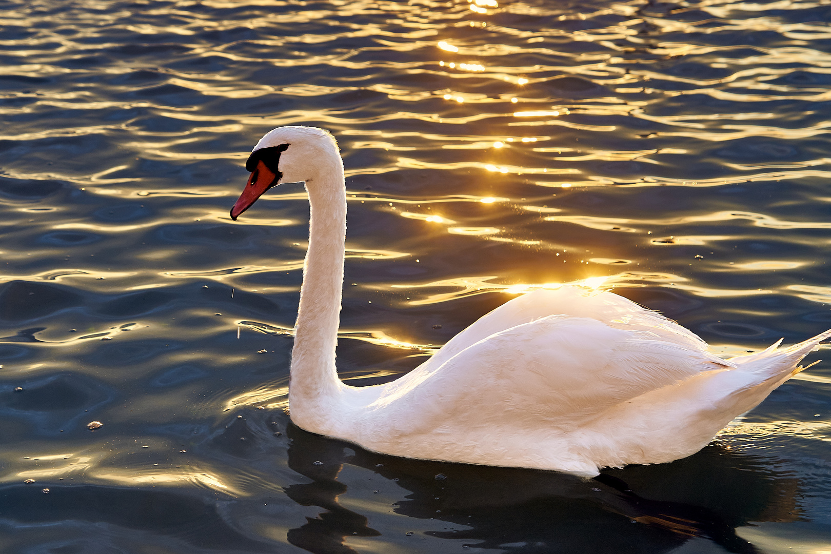 Schwan im Sonnenlicht